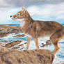 Falkland Islands Wolf