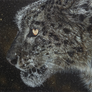 Snow Leopard - Stars and Snow