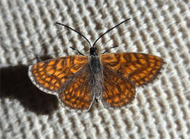 A false male false heath fritillary