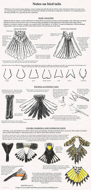 Notes on bird tails