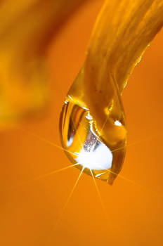 Droplet On Yellow Petal