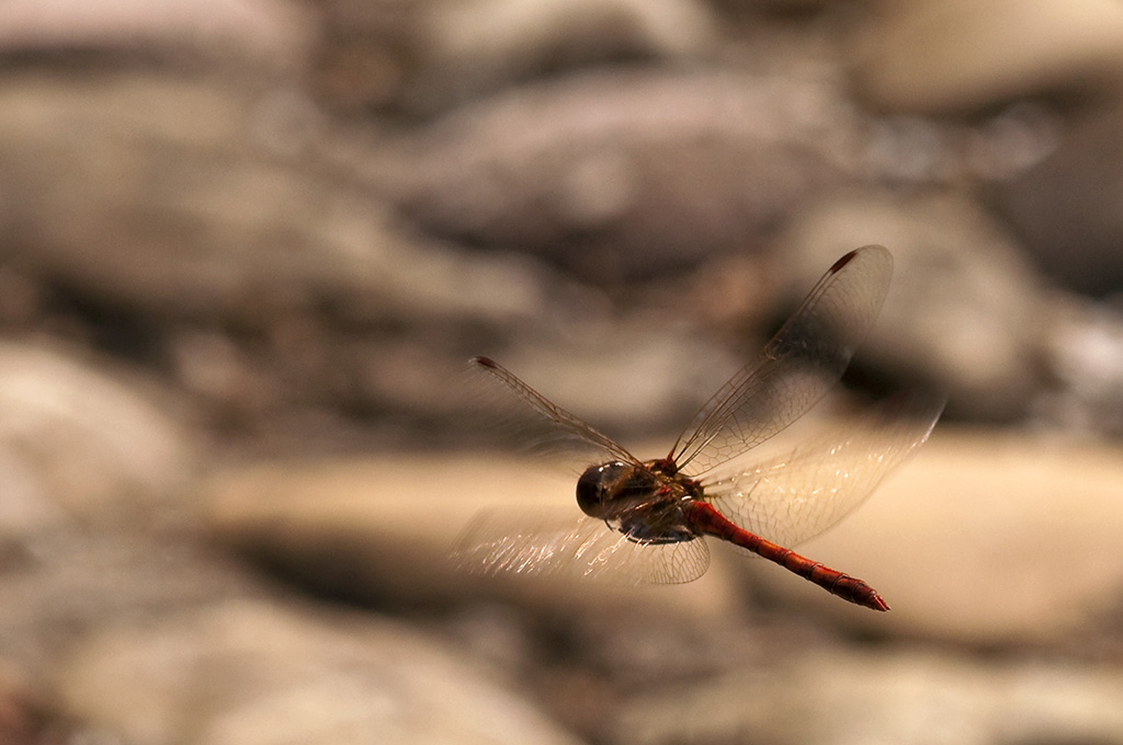 .. red dragonfly - bye bye ..