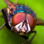 fly portrait III