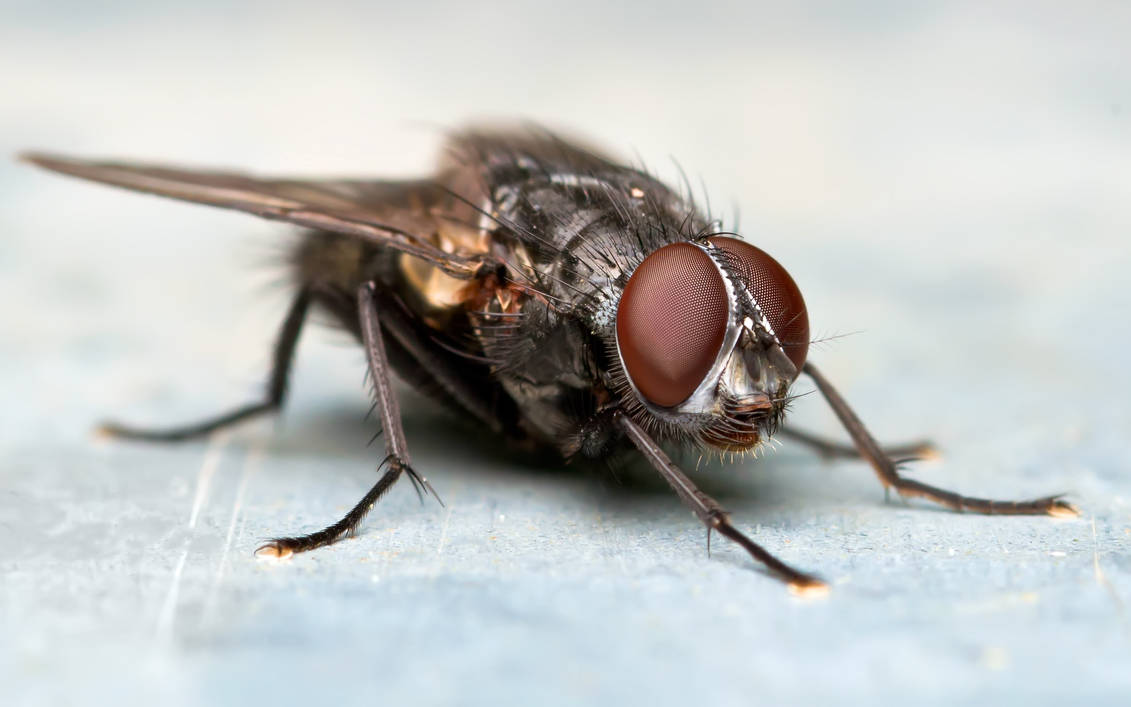 fly portrait V by jsz on DeviantArt