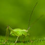 Speckled bush-cricket baby II