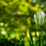 .: white tulips :.