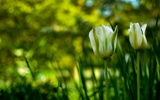 .: white tulips :.