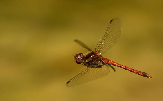 Flying Dragonfly III