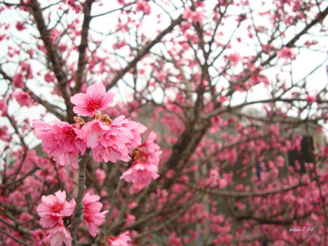 Sakura