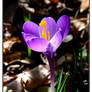 Crocus lampshade