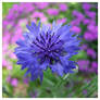 Cornflower