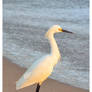 Snowy Egret