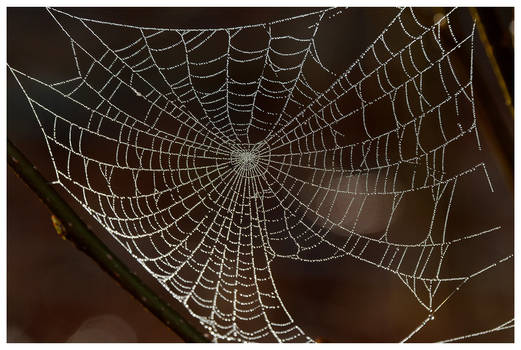 Web