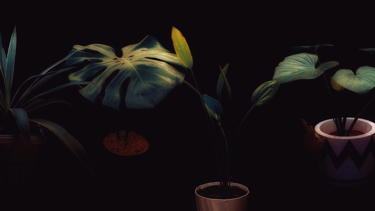 Plant Deviantart plants1 by pablodeadman83 on DeviantArt