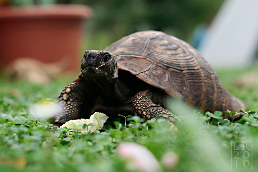 Great A'Tuin