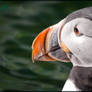 Puffin portrait