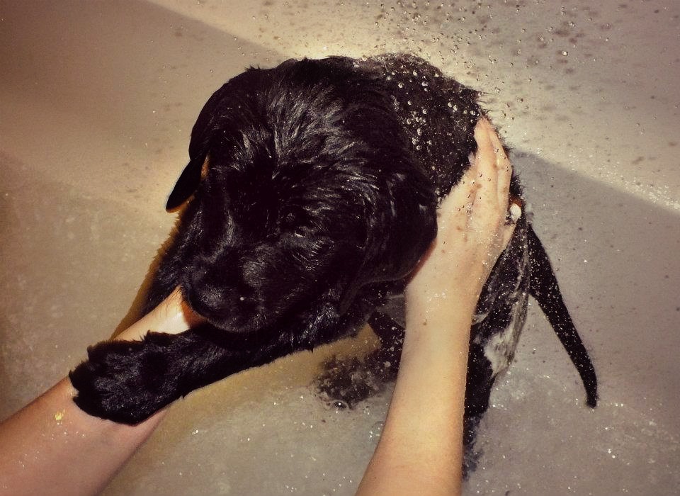 Puppy's first bath