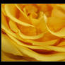 yellowrose