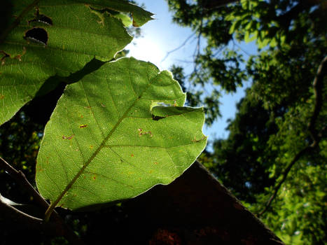 Light Leaves Imperfections