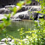 Waterfall behind branch