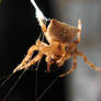 Barn Spider