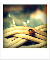 Little Lady Bug