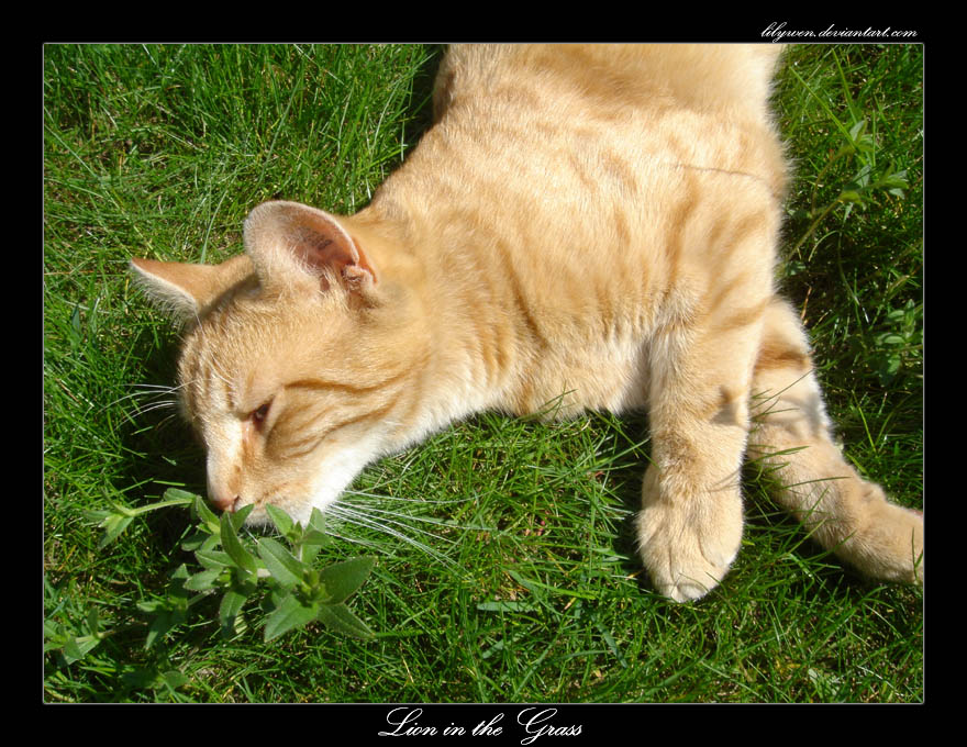 Lion in the Grass