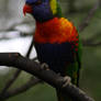 Rainbow Lorikeet I