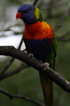 Rainbow Lorikeet I by FreeakStock