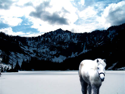 hors in snow