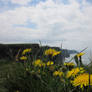 Dandies on Moher