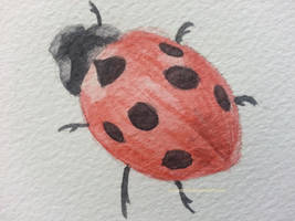 Ladybird watercolour