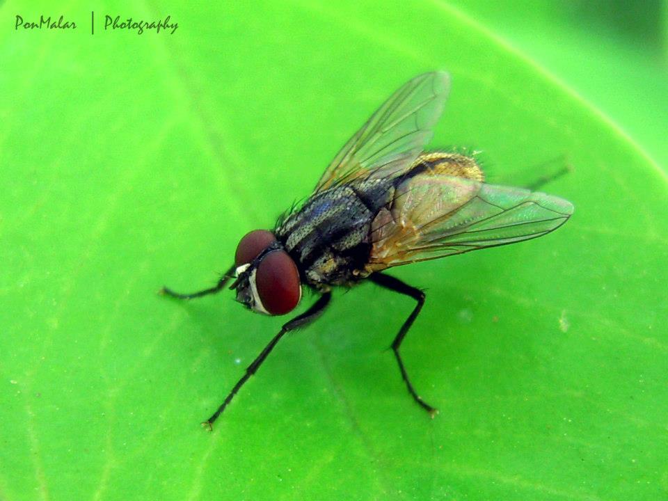 Musca domestica