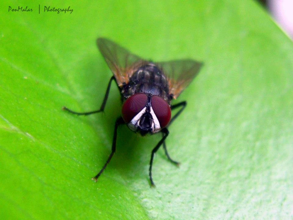 Musca domestica by dr-malar on DeviantArt