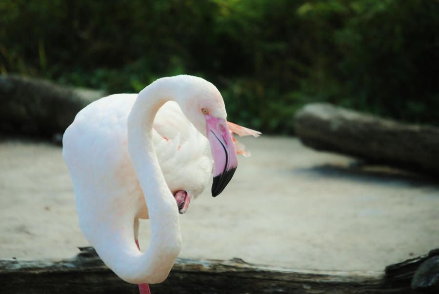 Greater Flamingo