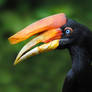 Rhinoceros Hornbill