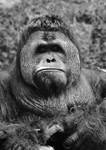Sumatran Orangutan by SarahVlad