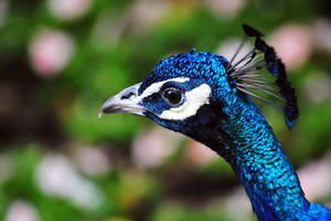 Peacock Portrait by SarahVlad