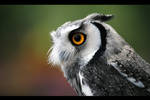 White-Faced Owl by SarahVlad