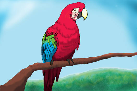 Green Winged Macaw