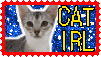 Cat irl