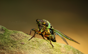 Cicada Summer