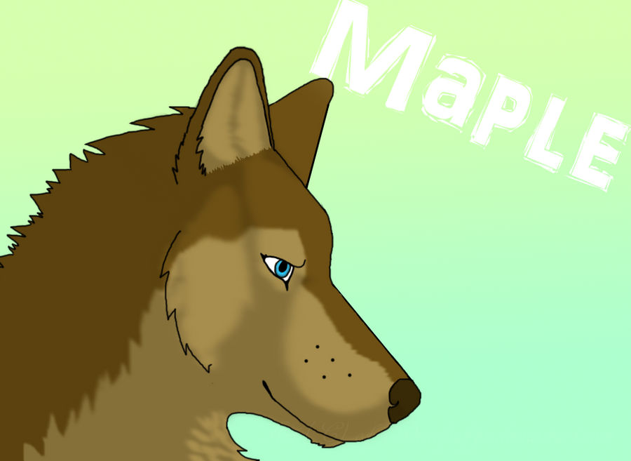 Maple