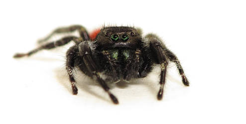 Phidippus johnsoni