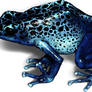 Dendrobates tinctorius