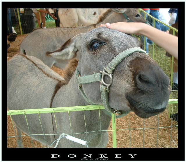 Sexay Donkey