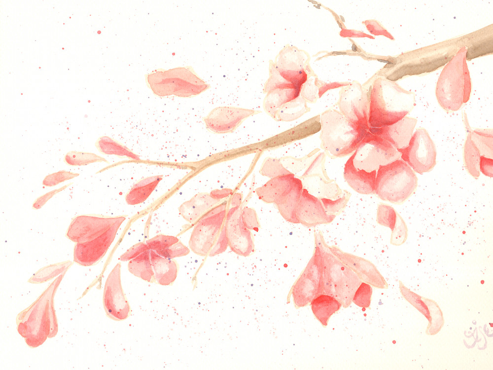 Cherry blossom branch