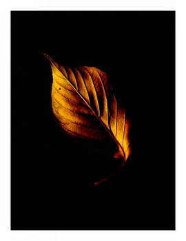 Autumn Tear...