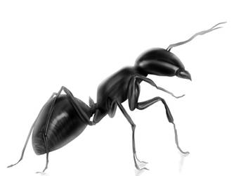 Ant study