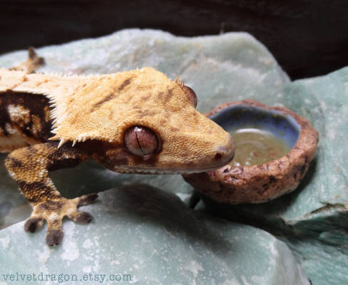 Crested Gecko Juxtaposed with Geode Bowl